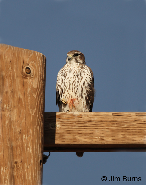 Prairie Falcon immature with blood on the belly