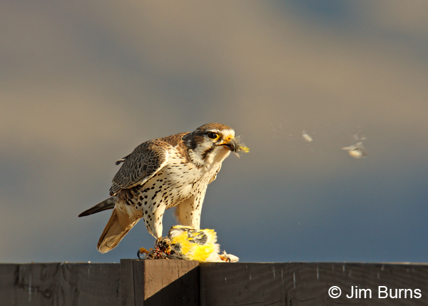Prairie Falcon plucking Western Meadowlark