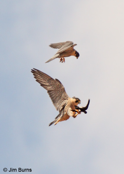 Peregrine Falcon prey exchange, White-throated Swift