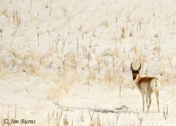 Pronghorn male in snowscape--6630
