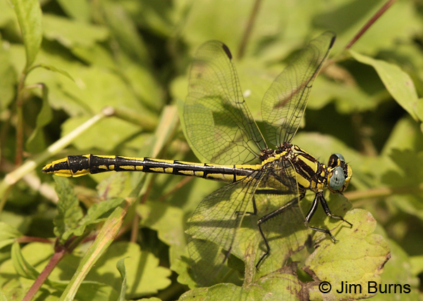 Pronghorn Clubtail female, Montgomery Co., AR, May 2013