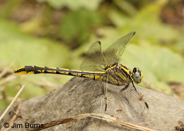 Pronghorn Clubtail female on rock, Montgomery Co., AR, May 2013