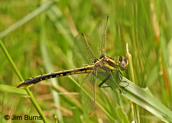 Pronghorn Clubtail male, Montgomery Co., AR, May 2015