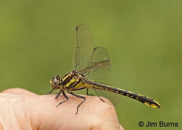Pronghorn Clubtail male on George Harp's hand, Montgomery Co., AR, May 2015