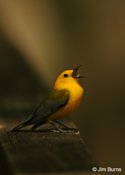 Prothonotary Warbler singing in sunshaft