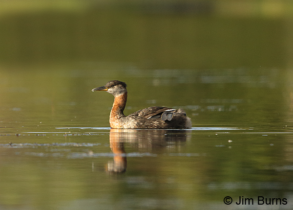Red-necked Grebe foot #2