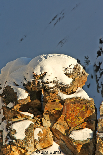 Raven tracks on snow on Bald Eagle nest