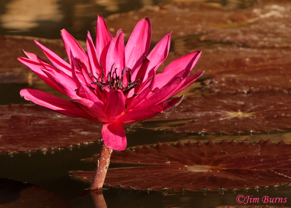 Red Water Lily, Arizona--7460