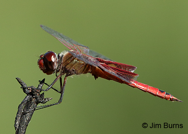 Red Saddlebags male, Travis Co., TX, August 2017