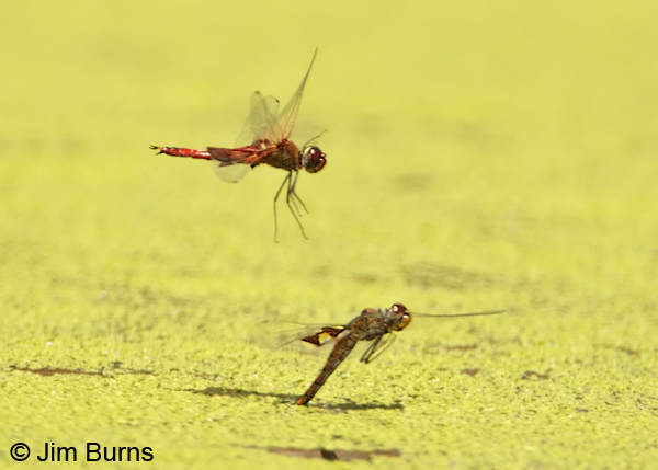 Red Saddlebags pair, male readying to reclaim ovipositing female, Pima Co., AZ, July 2012