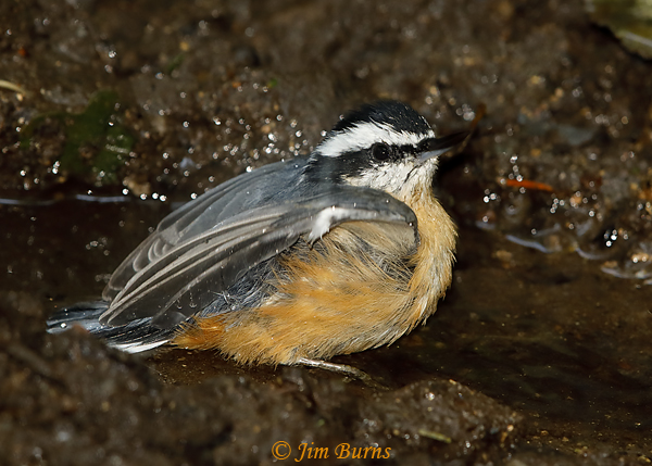 Red-breasted Nuthatch at waterhole-5859
