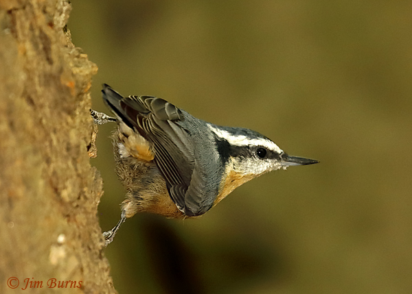 Red-breasted Nuthatch in traditional pose--6273