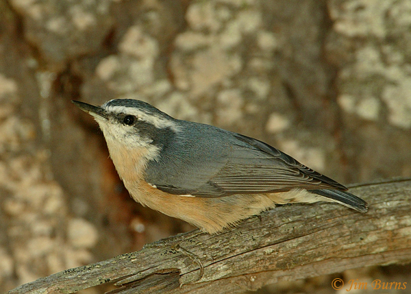 Red-breasted Nuthatch in Ponderosa--0512