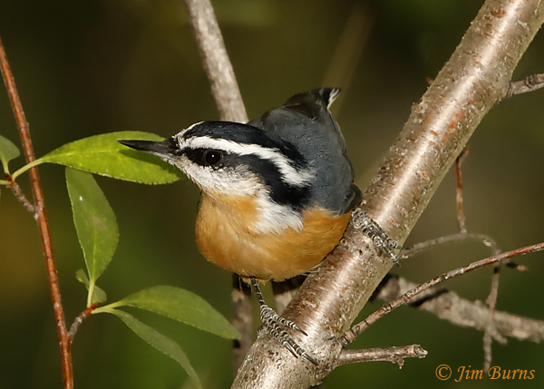 Red-breasted Nuthatch--6446