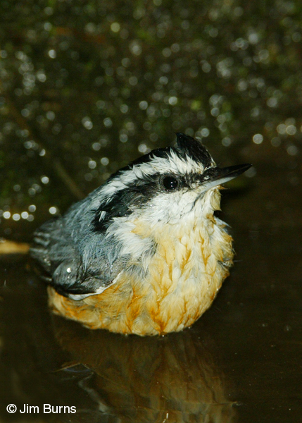 Red-breasted Nuthatch bathing