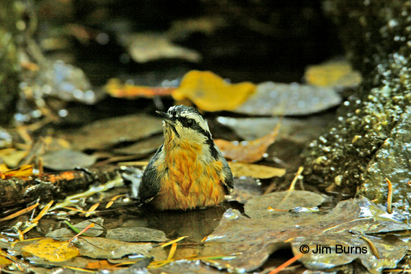 Red-breasted Nuthatch bathing in autumn leaves