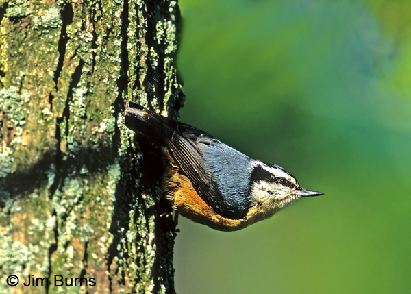 Red-breasted Nuthatch in traditional pose #2