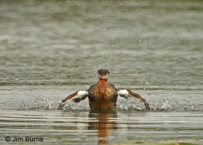 Red-necked Grebe bathing
