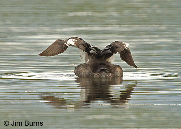 Red-necked Grebe flap preening #2