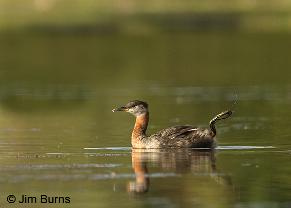 Red-necked Grebe foot
