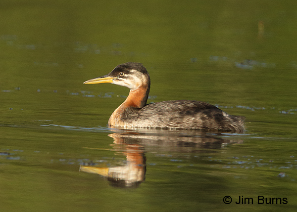 Red-necked Grebe juvenile
