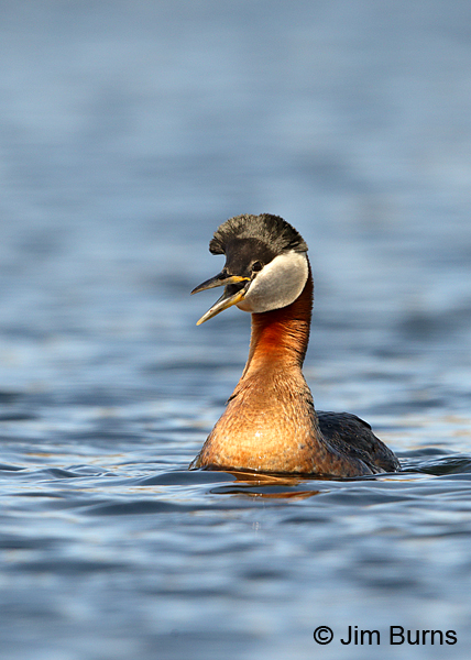 Red-necked Grebe male displaying