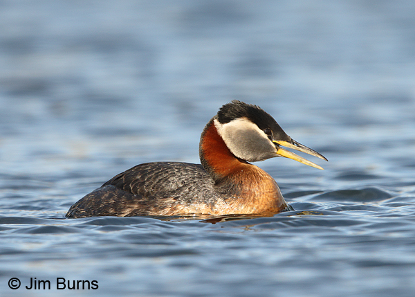 Red-necked Grebe male