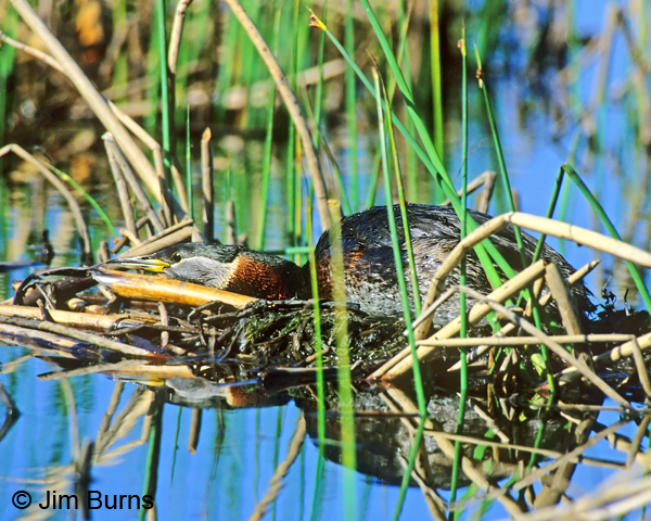 Red-necked Grebe on nest