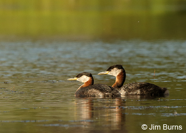 Red-necked Grebe pair, larger male on right