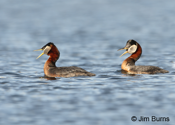 Red-necked Grebe pair calling, male on left