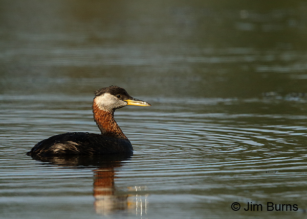 Red-necked Grebe reflections #2