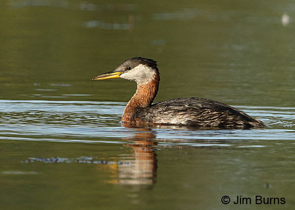 Red-necked Grebe reflections
