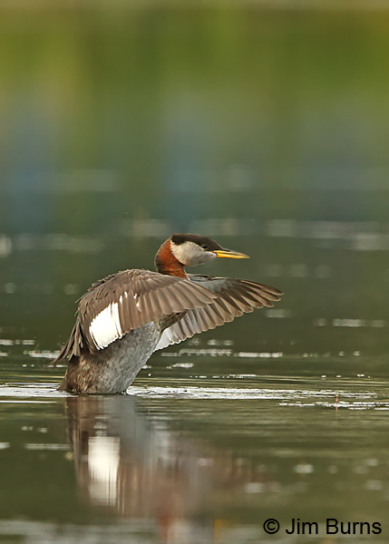Red-necked Grebe wingstretch #2