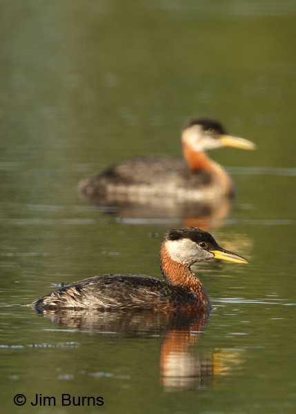 Red-necked Grebe with background juvenile