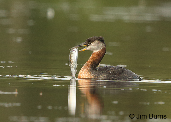 Red-necked Grebe with fish