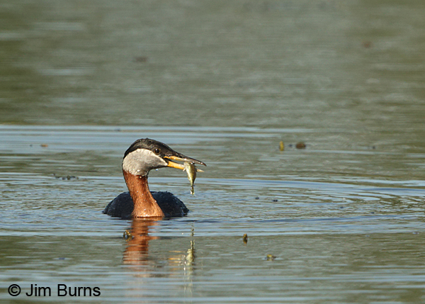 Red-necked Grebe with fish #2