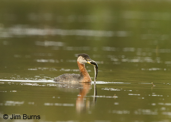 Red-necked Grebe with fish #3