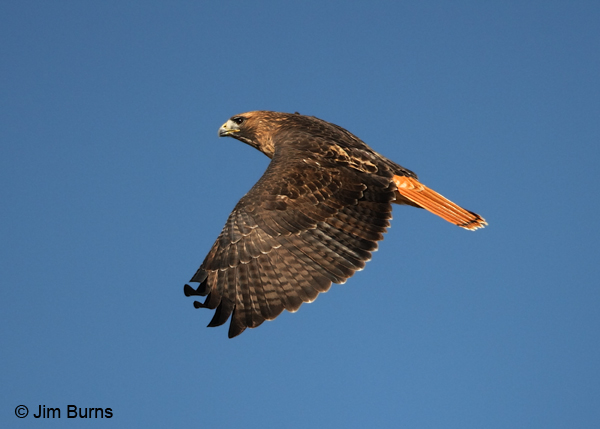 Red-tail classic in flight