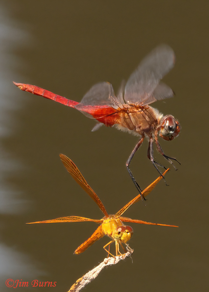 Red-tailed Pennant male (top) and Mexican Amberwing male, wing walking sequence #1, Maricopa Co., AZ , September 2022--0029