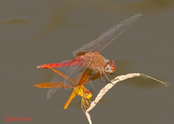 Red-tailed Pennant male (top) and Mexican Amberwing male perched shoulder to shoulder, Maricopa Co., AZ , September 2022--8460