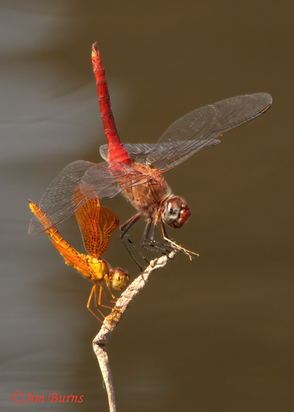 Red-tailed Pennant male (top) and Mexican Amberwing male obelisking together, Maricopa Co., AZ , September 2022--9537