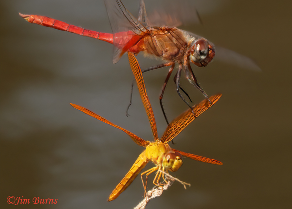 Red-tailed Pennant male (top) and Mexican Amberwing male, wing walking sequence #2, Maricopa Co., AZ , September 2022--9648