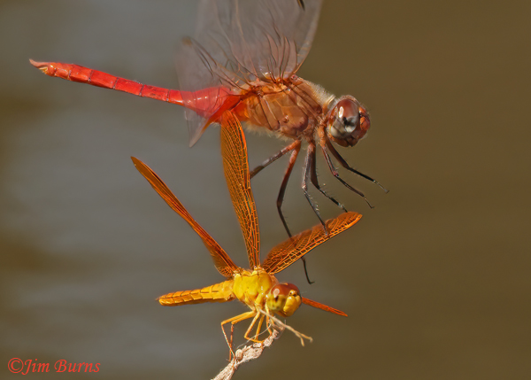 Red-tailed Pennant male (top) and Mexican Amberwing male, wing walking sequence #3, Maricopa Co., AZ , September 2022--9649