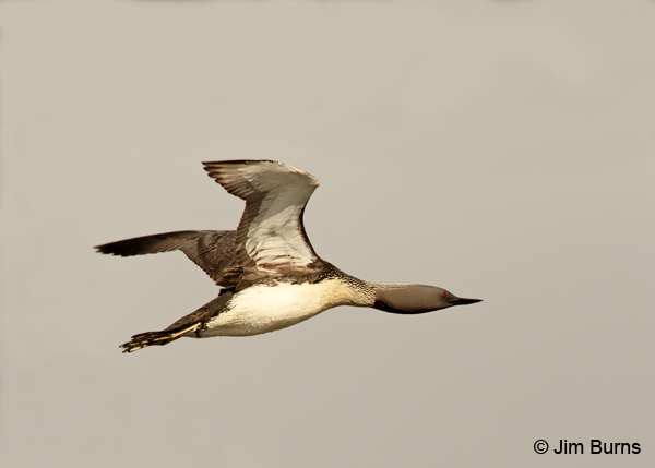 Red-throated Loon in flight #2