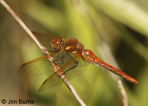Red-veined Meadowhawk female, Josephine Co., OR, July 2013