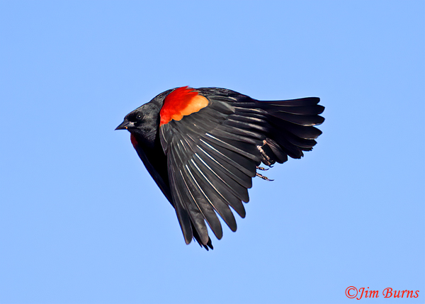 Red-winged Blackbird flight display--9502
