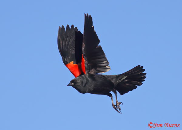Red-winged Blackbird flight display #4--9503