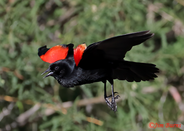 Red-winged Blackbird flight display #3--9549