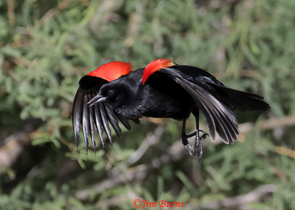 Red-winged Blackbird flight display #2--9550