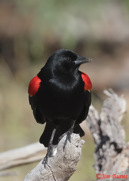 Red-winged Blackbird male--9554